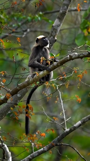 Cute Monkey Sitting on a Tree 🐒🌳 | Nature Moment
