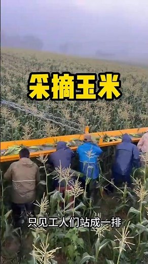 你见过这样采摘玉米的吗？ #涨知识 #科普