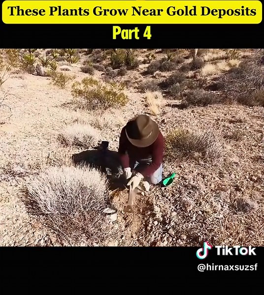 Plants That Grow Near Gold Deposits Explained