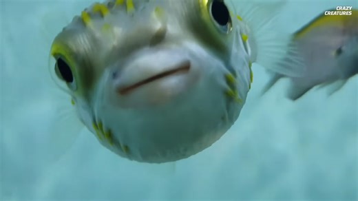 Nature’s oddest rule breakers caught on camera