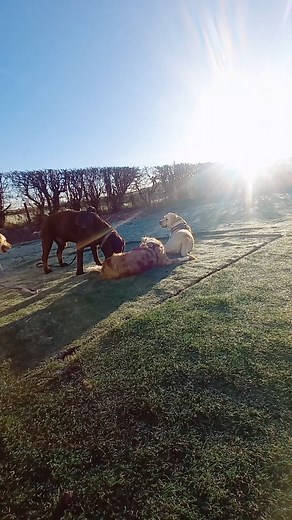 Frosty mornings = big loves and even bigger zoomies ❄️🐾 Our Monday crew came in full of beans and ready to burn off that extra energy with their friends. Days like this are such a great reminder of why social, well-matched play matters — dogs get to express natural behaviours, build confidence, and settle better for the rest of the day. A perfect mix of fun and fulfilment to kick off the week! #dogtrainerdaycare #dogdaycaredonedifferently #thewholedog #FrostyMornings #friends | The Whole Dog Ac