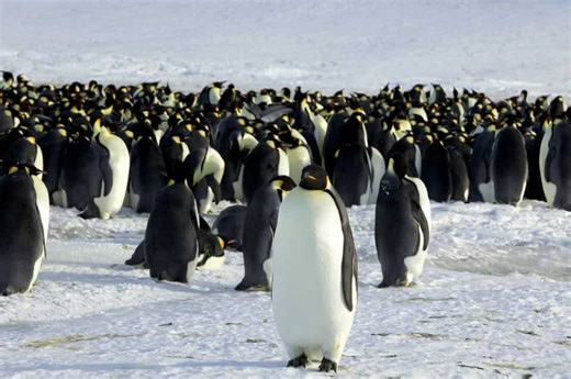 Emperor penguins at major risk of extinction in Antarctica: Report
