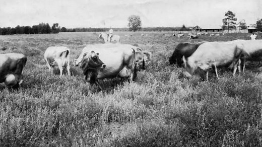 Where did the moniker 'Florida Cracker' come from and what did it have to do with cows?