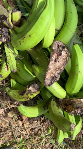 Benih Pisang Berkualitas di WSP - Hubungi Sekarang!