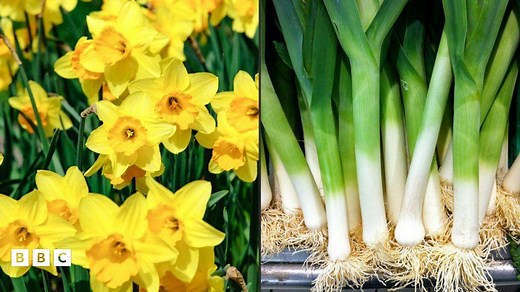 St David's Day 2025: Everything you need to know