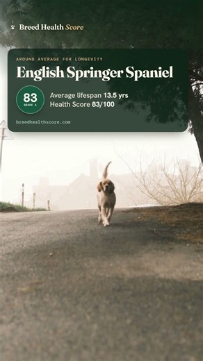 How healthy is the English Springer Spaniel?