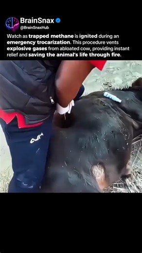 CRAZY: Lighting a Cow’s Gas on Fire! (Medical Emergency) 🔥🐄