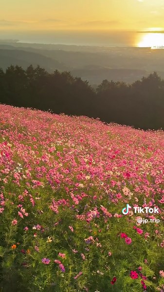 紅葉とコスモスの絶景スポット紹介