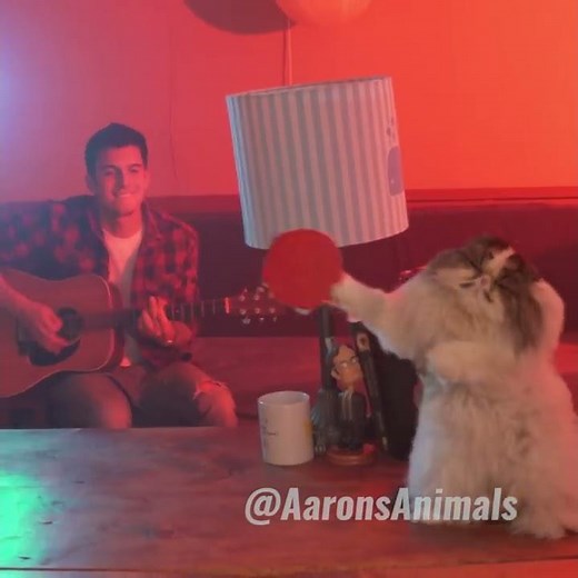 Cat Playing the Guitar