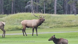 66K views · 1.7K reactions | TURN UP THE VOLUME and listen to these...