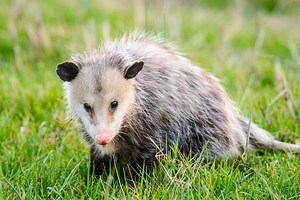 How Long Do Opossums Live? Opossum Life Cycle | Assorted Animals