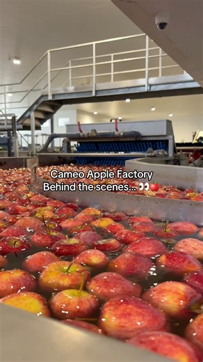 You asked where Cameo Apples come from… so we went and filmed it. 🍎