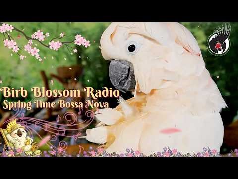 Blossom Birb Radio 🌸 Spring Time Bossa Nova Jazz | Calming Musical Comfort TV for Birds (24/7)🦜