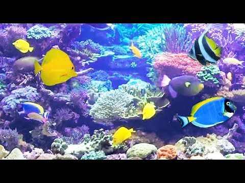 Magical aquarium: coral reef fish + soft, zen, soothing, relaxing music (F. Amathy - relaxation)