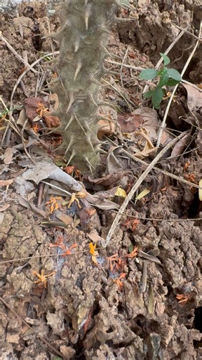 Gold hidden inside a tree trunk #gold #shorts