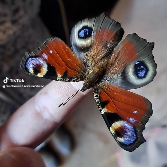 King George butterfly🦋🦋 #nature #natural #butterfly #butterflies #outdoors #beautiful #beauty #colorcustomizer #colorful