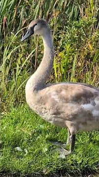 CYGNET: Young swan cleans itself next to canal