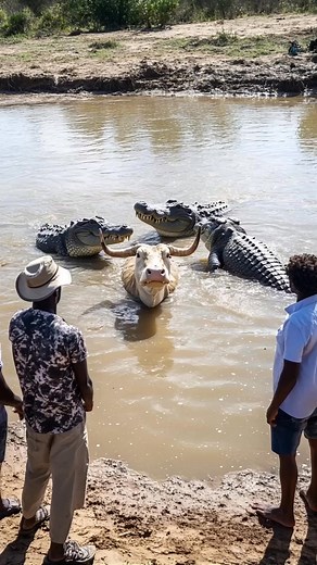 Crocodile Attacks Buffalo#People Rescue from Shore#Crocodile Attack#Buffalo#River Crisis | Monkey Mischief