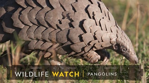 Illegal trade in pangolins keeps growing, as criminal networks expand