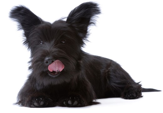 Skye Terrier Puppies For Sale In West Long Branch, NJ