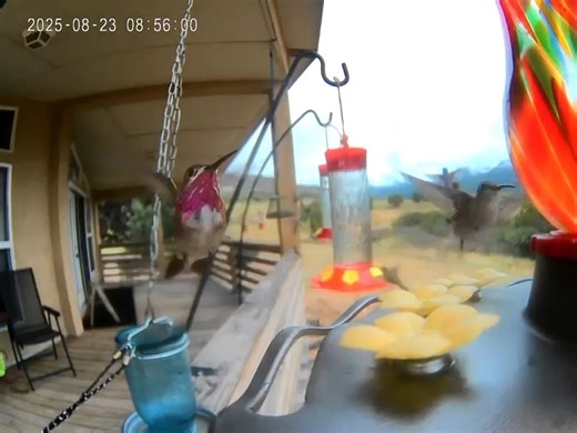 33K views · 1K reactions | HUMMINGBIRD VIDEO OF THE DAY!勺 By Mike Martin, Colorado Calliope male Hummingbird with the flashy magenta Gorget 8.23.2025 | Hummingbird-News | Facebook