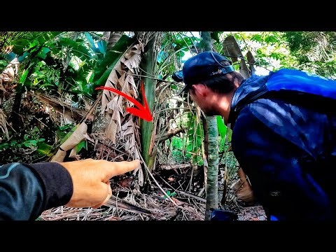 MY GOD!!! THE JAGUAR WAS THERE THE WHOLE TIME, IT ATTACKED THE CAMERA!!! AMAZING IMAGES. Fishing.