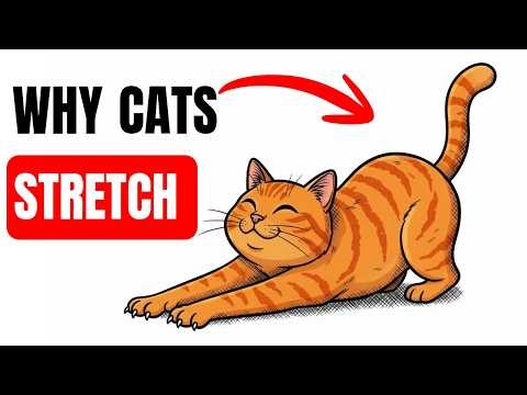 This Is Why Cats Stretch When They See You