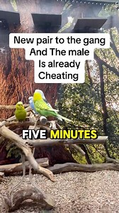 This short clip shows classic budgie behaviour just moments after being introduced into an aviary environment. As soon as this pair of budgerigars were released, the male wasted no time and went straight into courtship and flirting behaviour. Budgies are highly social birds, and when they feel comfortable in a new aviary, their natural instincts and confidence can show very quickly. Proper space, layout, and enrichment play a huge role in how birds settle and interact with each other. It’s a fun