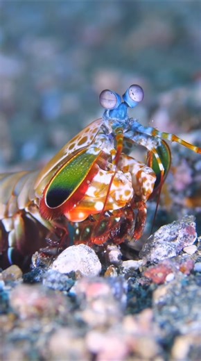 World Strongest Punch 🤯!#ayushtruth #shorts