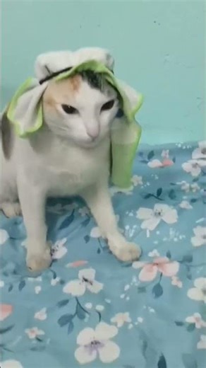 #cat #funny #memes #pets #cats #arabic