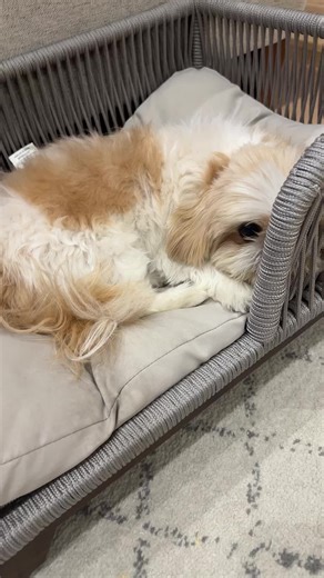 Does Your Dog Stalk You? Dog Stalking Behavior Revealed