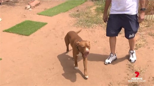 A one-year-old pitbull cross called Choco has chased off three gunmen who fired multiple shots at him. Police are hunting the armed trio who trashed the dog owner's Woodville Gardens home. Story: https://7news.link/3Qgxaeg #WoodvilleGardens #7NEWS | 7NEWS Adelaide