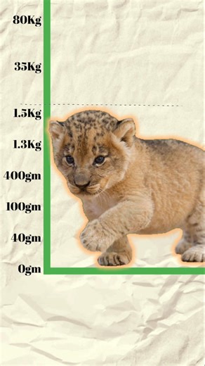 Human Baby vs Animal Babies Size Comparison (40g to 3000kg)! 😳🐾
