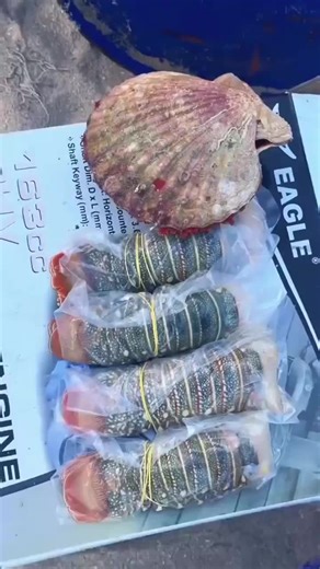 Miskiminta,😎-calooley e u mooden marki E- shaarbaheda 👀 🦐🐚🌊! e fahmen ine aargosato e tahay.#happening #update #entertainment #vol #fishing @Home Shop Frozen LobsterRaw Lobster Whole raw rock lobster 600-800g🔍 Whole raw rock lobster 600-800g £35.00 Our rock lobsters are captured in conventional cages off the coast of Oman. The meat is then blast frozen to preserve its flavour and quality throughout the year. These spiny lobsters are remarkable because they lack front claws, which they comp