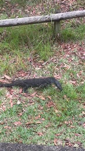 Lace Monitor giant Australian lizard amazing wildlife reptile 🦎#WildlifeScene#NatureAddict#earth