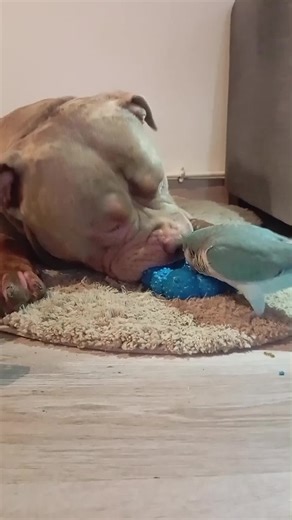 #dog #american #perruche #bully