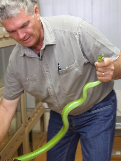 Venom Extraction from Green Mamba | Learn the Proper Technique