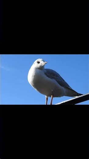 Lightning Fast! 🐦 Gull Plucks a Fly Out of the Air