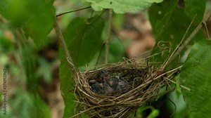 Time lapse of Baby bird in the bird's nest The bird is waiting mother to feed with hunger