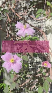 Be kind, be happy #SpringTime #Vlog #Backyard #Flowers #PlantsMakePeopleHappy #Plants #Clematis #Kindness #Kindnessmatters #Motivational | Shirley Ann Carandang