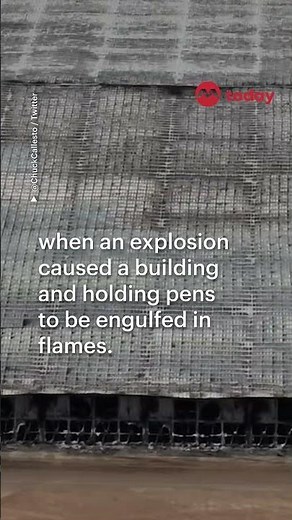 Over 18,000 cows die in Texas dairy farm blaze