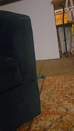 So this had been happening for at least 5 minutes before I started videoing and it kept going for a while after I stopped. Stump would be chewing on his toy, Toad would steal it, and I'd give Stump the other one. Rinse and repeat lol. Merry go Round of toys... | Toad's Adventures