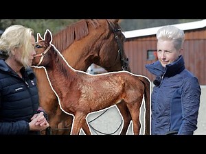 Stute vom Tierschutz gerettet - Ohne Pferdeerfahrung zur Pferdefrau mit Verstand