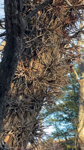 Controlling Invasive Locust Trees in Kansas. The Locust has the largest root system and may have dozens of trees connected. The roots spread over 100 feet in some trees and cutting them off only sends dozens more trees growing up from that system. Always treat these with the blue juice. #landclearing #kansaspastureclearing #cedartrees #locusttreeremoval #hedgetrees #treesaw #easternredcedar #cedartrees | Kansas Pasture Clearing