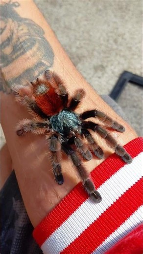 First time since a sling she's let me handle her, I'm grateful 🙏 #arachnids #tarantula #spider #pets