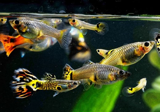 Do Guppies Need an Air Pump? (Complete Guide) - Fish Tank Master