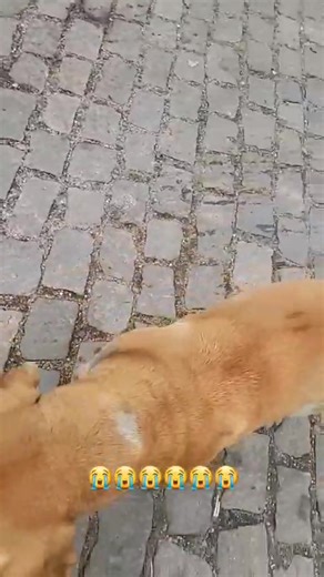 Dogs in Brazil on Reels