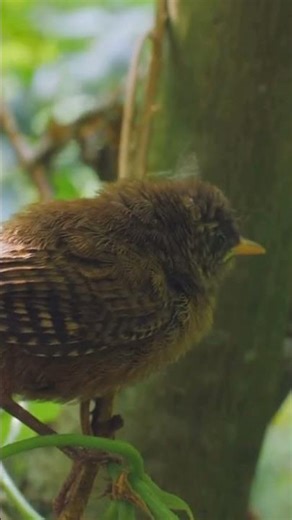 Peaceful Chick 🐥 | Relaxing Music