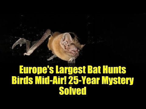 Europe's Largest Bat Hunts Birds Mid-Air! 25-Year Mystery Solved