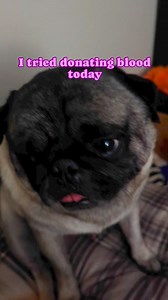 3.4K views · 657 reactions | Jacob tries to donate blood #pug #puglife #joke #darkhumor #pet #dog #love #laugh #cute #blooddonation #ig #fbreels #redcross | Jacob ThePug Canada | Facebook